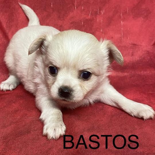 chiot Chihuahua Poil Long BASTOS chihuahua à réserver Domaine de la Chantelaie  