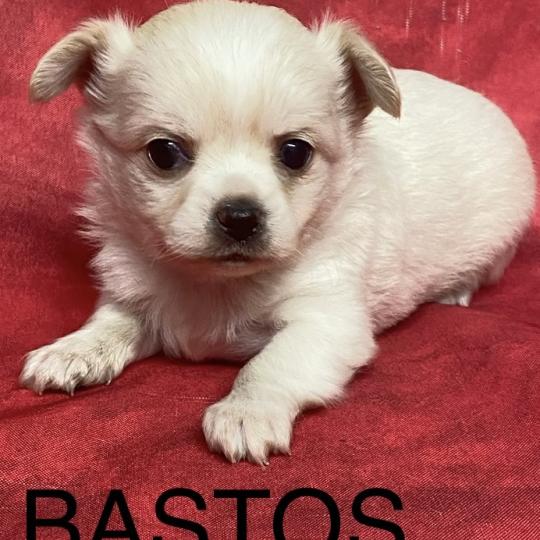 chiot Chihuahua Poil Long BASTOS chihuahua à réserver Domaine de la Chantelaie  