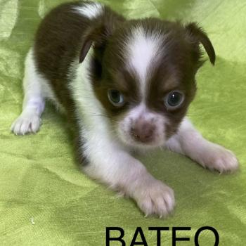 BATÉO chihuahua disponible Mâle Chihuahua Poil Long