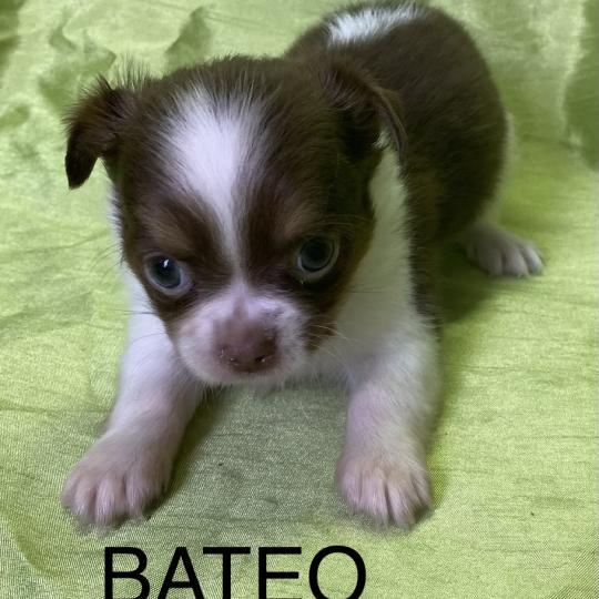 chiot Chihuahua Poil Long BATÉO chihuahua disponible Domaine de la Chantelaie  