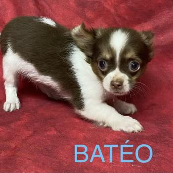 BATÉO chihuahua disponible Mâle Chihuahua Poil Long