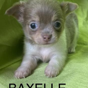 BAXELLE mini chihuahua à réserver Femelle Chihuahua Poil Long