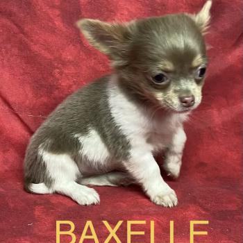 BAXELLE mini chihuahua à réserver Femelle Chihuahua Poil Long