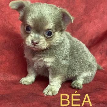 BÉA Chihuahua disponible Femelle Chihuahua Poil Long