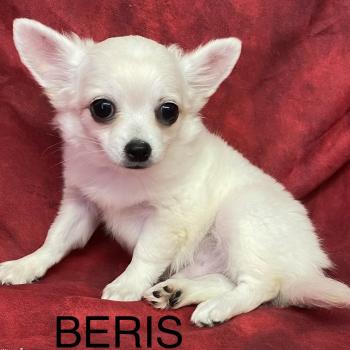 BÉRIS chihuahua disponible Mâle Chihuahua Poil Long