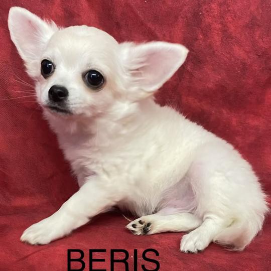 chiot Chihuahua Poil Long BÉRIS chihuahua disponible Domaine de la Chantelaie  