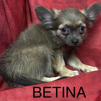 BÉTINA chihuahua disponible Femelle Chihuahua Poil Long