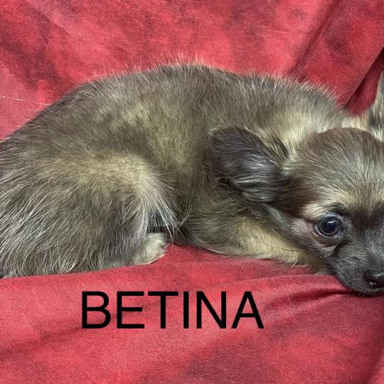 chiot Chihuahua Poil Long BÉTINA chihuahua disponible Domaine de la Chantelaie  