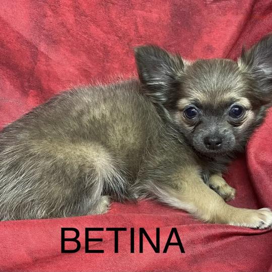 chiot Chihuahua Poil Long BÉTINA chihuahua disponible Domaine de la Chantelaie  