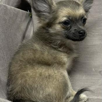 BÉTINA chihuahua disponible Femelle Chihuahua Poil Long