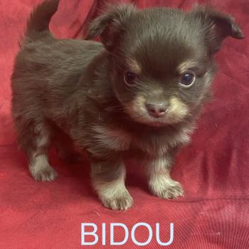 BIDOU chihuahua à réserver Mâle Chihuahua Poil Long