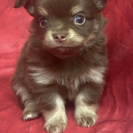 chiot Chihuahua Poil Long BIDOU chihuahua à réserver Domaine de la Chantelaie  