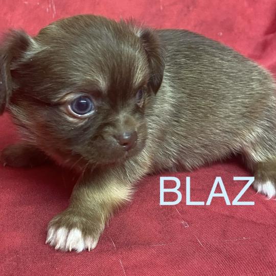 chiot Chihuahua Poil Long BILAZ chihuahua à réserver Domaine de la Chantelaie  