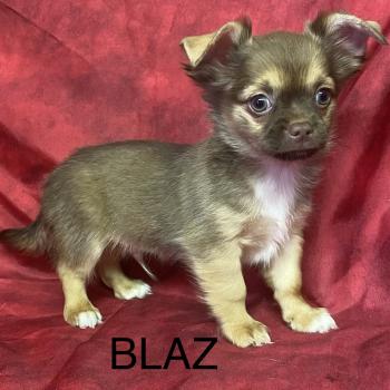 BILAZ chihuahua DISPONIBLE Mâle Chihuahua Poil Long
