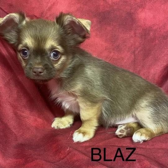 chiot Chihuahua Poil Long BILAZ chihuahua disponible Domaine de la Chantelaie  