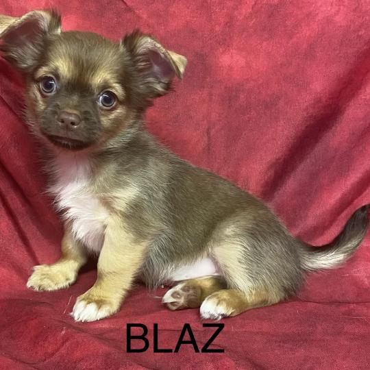 chiot Chihuahua Poil Long BILAZ chihuahua disponible Domaine de la Chantelaie  