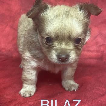 BILAZ chihuahua à réserver Mâle Chihuahua Poil Long