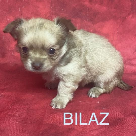 chiot Chihuahua Poil Long BILAZ chihuahua à réserver Domaine de la Chantelaie  