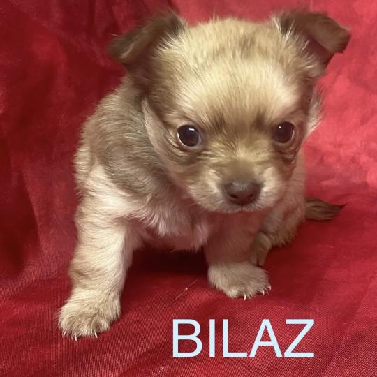 chiot Chihuahua Poil Long BILAZ chihuahua à réserver Domaine de la Chantelaie  