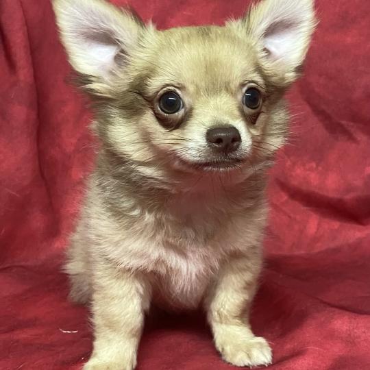 chiot Chihuahua Poil Long BILAZ chihuahua DISPONIBLE Domaine de la Chantelaie  