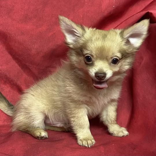chiot Chihuahua Poil Long BILAZ chihuahua DISPONIBLE Domaine de la Chantelaie  