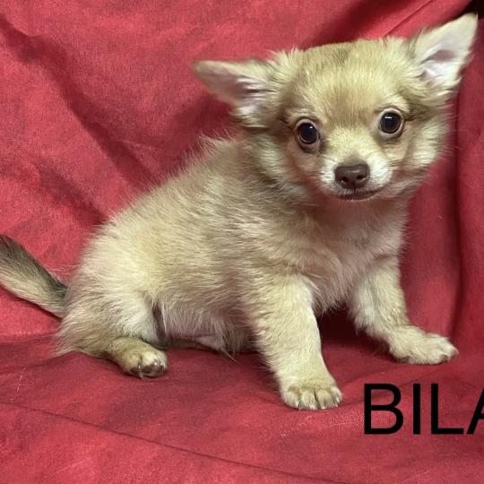 chiot Chihuahua Poil Long BILAZ chihuahua DISPONIBLE Domaine de la Chantelaie  