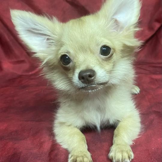 chiot Chihuahua Poil Long BILAZ chihuahua DISPONIBLE Domaine de la Chantelaie  