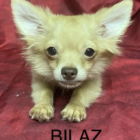 chiot Chihuahua Poil Long BILAZ chihuahua DISPONIBLE Domaine de la Chantelaie  