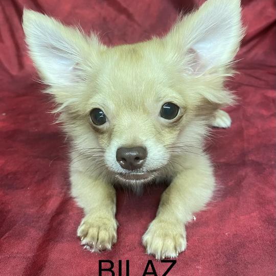 chiot Chihuahua Poil Long BILAZ chihuahua DISPONIBLE Domaine de la Chantelaie  
