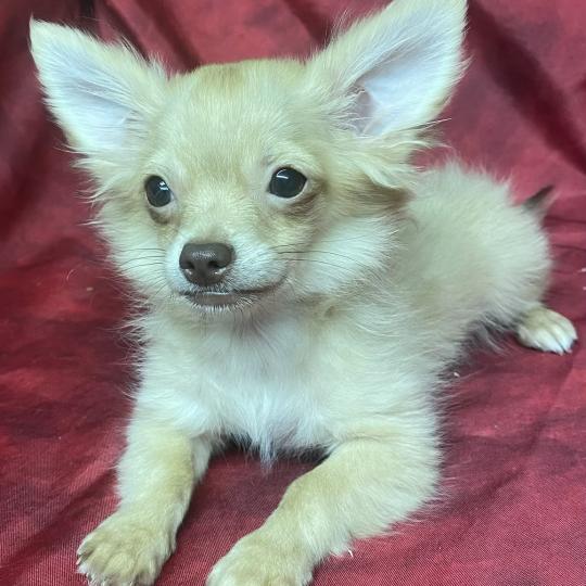 chiot Chihuahua Poil Long BILAZ chihuahua DISPONIBLE Domaine de la Chantelaie  