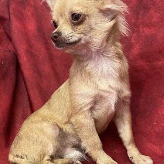 chiot Chihuahua Poil Long BILAZ chihuahua DISPONIBLE Domaine de la Chantelaie  