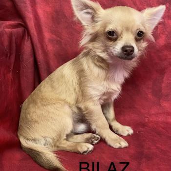 BILAZ chihuahua DISPONIBLE Mâle Chihuahua Poil Long