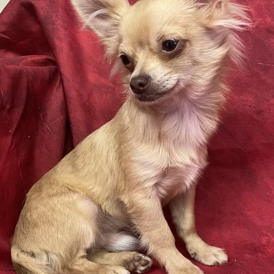 chiot Chihuahua Poil Long BILAZ chihuahua DISPONIBLE Domaine de la Chantelaie  