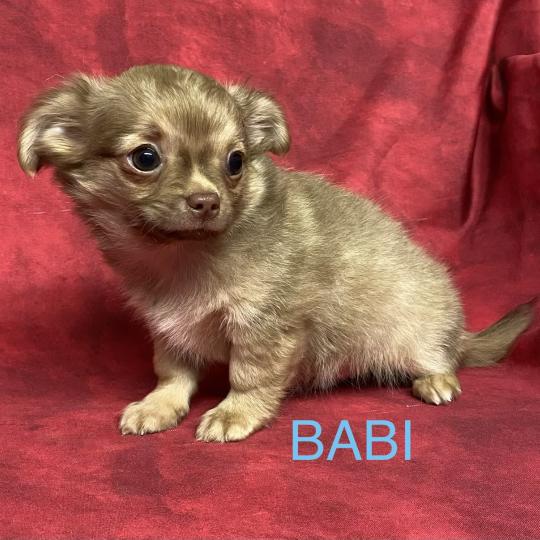 chiot Chihuahua Poil Long BABI chihuahua disponible Domaine de la Chantelaie  
