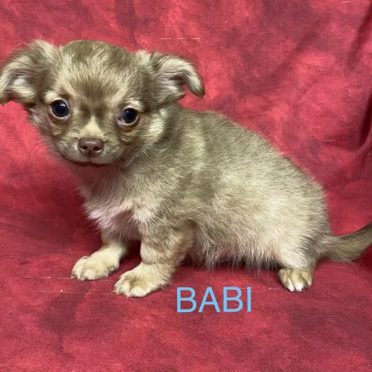 chiot Chihuahua Poil Long BABI chihuahua disponible Domaine de la Chantelaie  