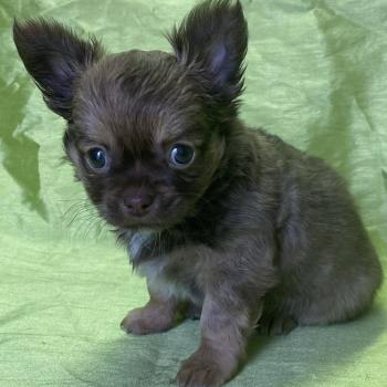BIZAL chihuahua disponible Mâle Chihuahua Poil Long