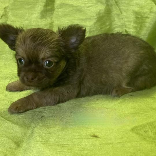 chiot Chihuahua Poil Long BIZAL chihuahua disponible Domaine de la Chantelaie  