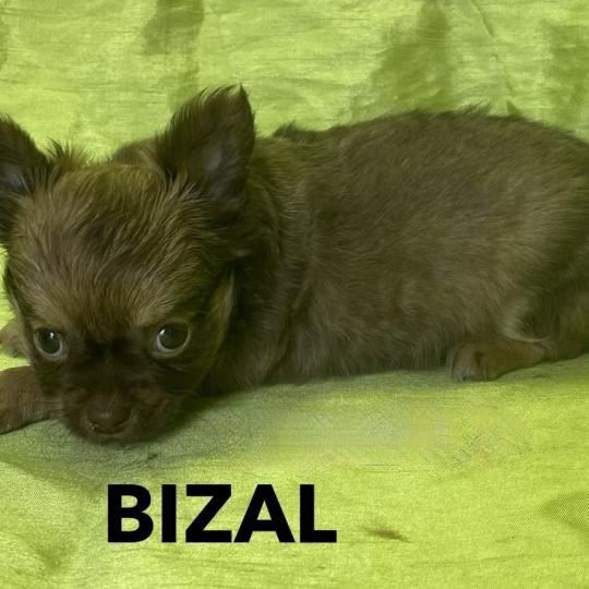 chiot Chihuahua Poil Long BIZAL chihuahua disponible Domaine de la Chantelaie  