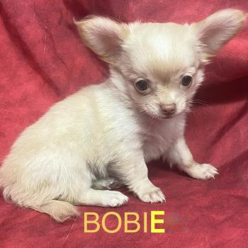 BOBIE Chihuahua disponible Femelle Chihuahua Poil Long