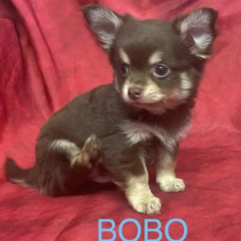 BOBO Chihuahua disponible Mâle Chihuahua Poil Long