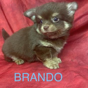 BRANDO Chihuahua disponible Mâle Chihuahua Poil Long