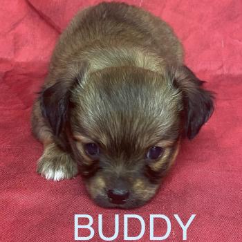 BUDDY chihuahua à réserver Mâle Chihuahua Poil Long