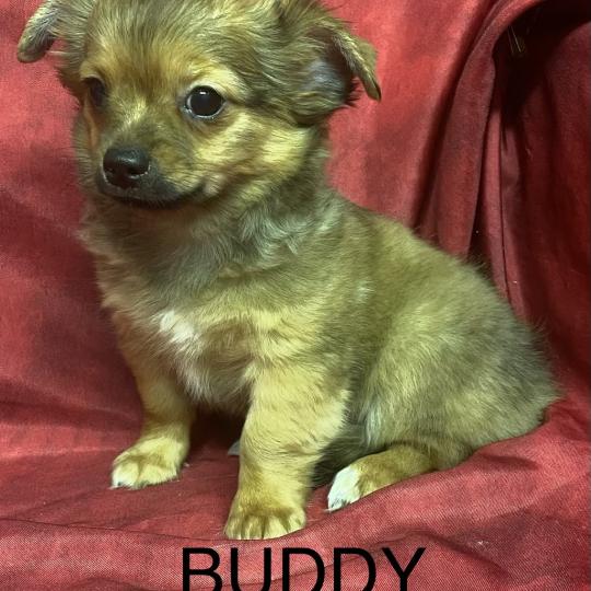 chiot Chihuahua Poil Long BUDDY chihuahua disponible Domaine de la Chantelaie  