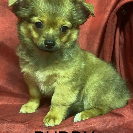 chiot Chihuahua Poil Long BUDDY chihuahua disponible Domaine de la Chantelaie  