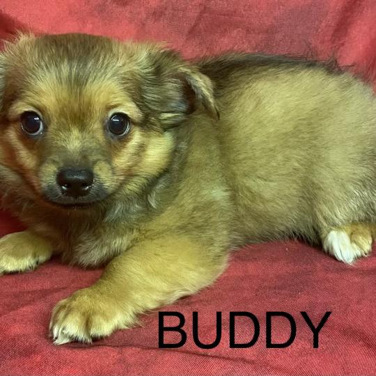 chiot Chihuahua Poil Long BUDDY chihuahua disponible Domaine de la Chantelaie  