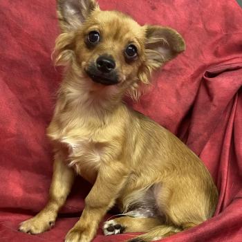 BUDDY chihuahua DISPONIBLE Mâle Chihuahua Poil Long