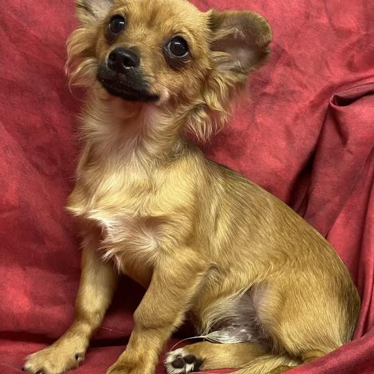 chiot Chihuahua Poil Long BUDDY chihuahua DISPONIBLE Domaine de la Chantelaie  