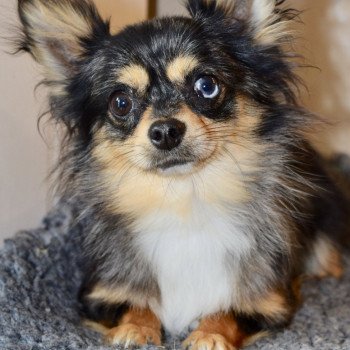 OXI chihuahua pl Mâle Chihuahua Poil Long