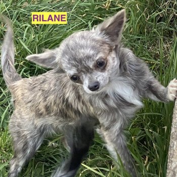 RICKIE chihuahua pl Femelle Chihuahua Poil Long