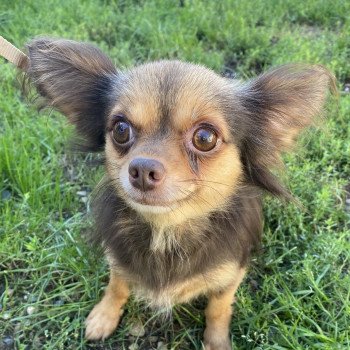 RITA chihuahua pl Femelle Chihuahua Poil Long